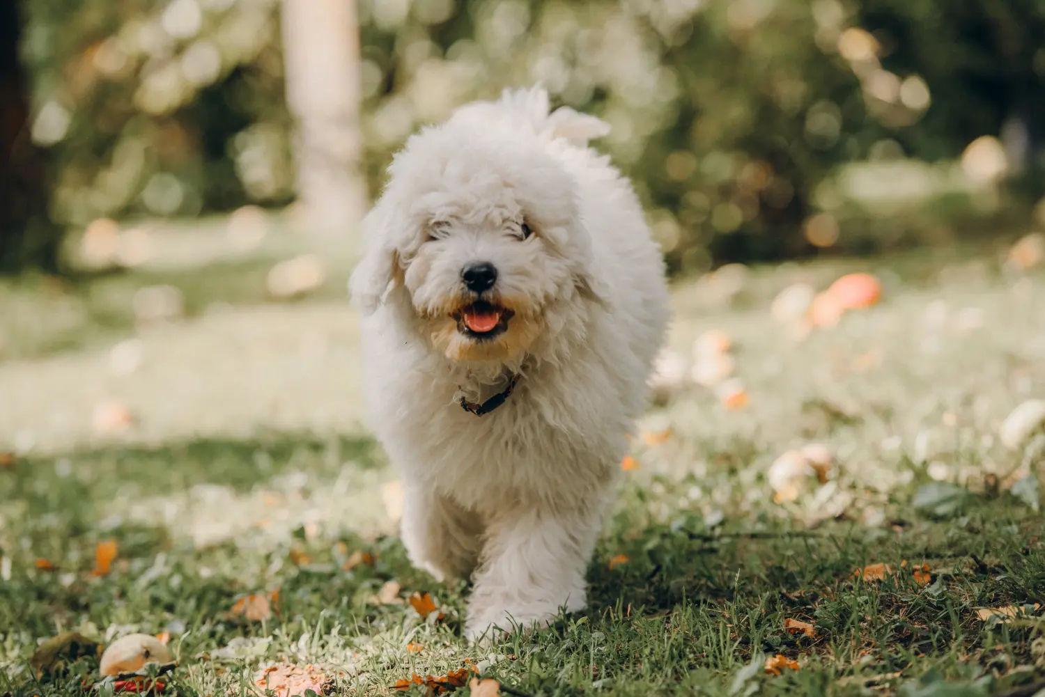 Bir Puli yavrusu satın almak sorumluluk almak demektir! Puli yavru köpekleri satın alın.