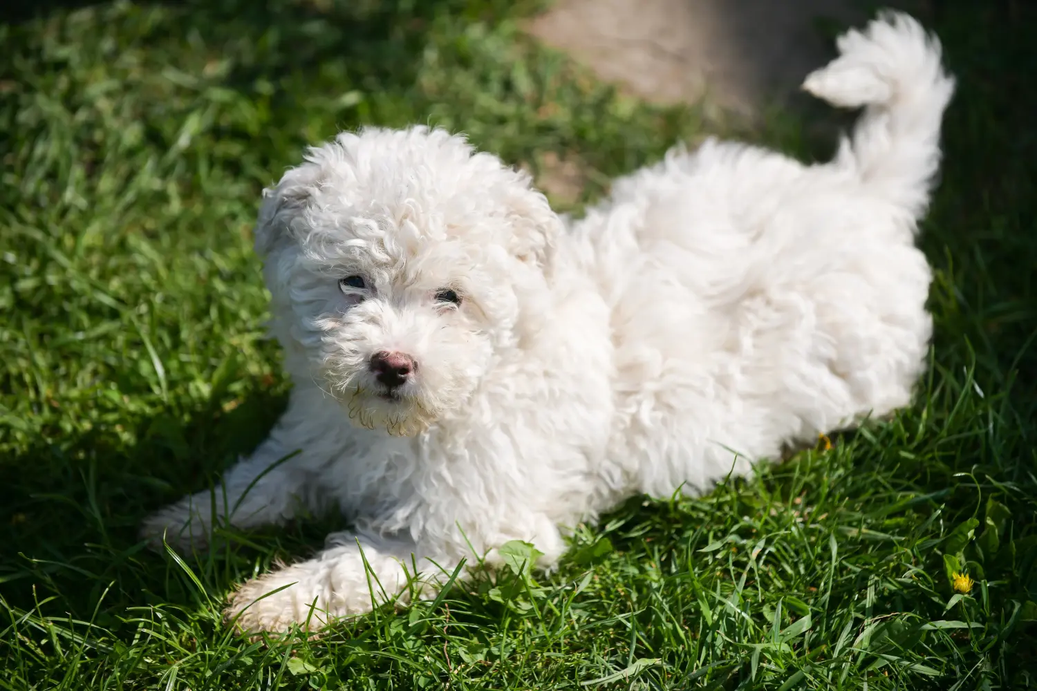 Bir Puli yavrusu satın almak sorumluluk almak demektir! Puli yavru köpekleri satın alın.