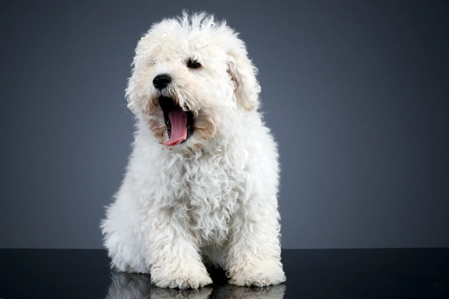 Bir Puli yavrusu satın almak sorumluluk almak demektir! Puli yavru köpekleri satın alın.