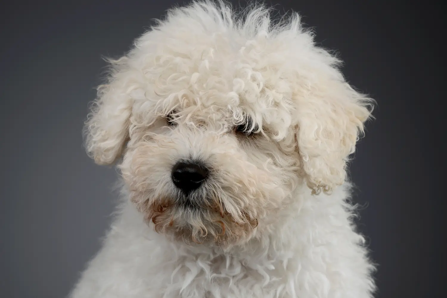 Bir Puli yavrusu satın almak sorumluluk almak demektir! Puli yavru köpekleri satın alın.
