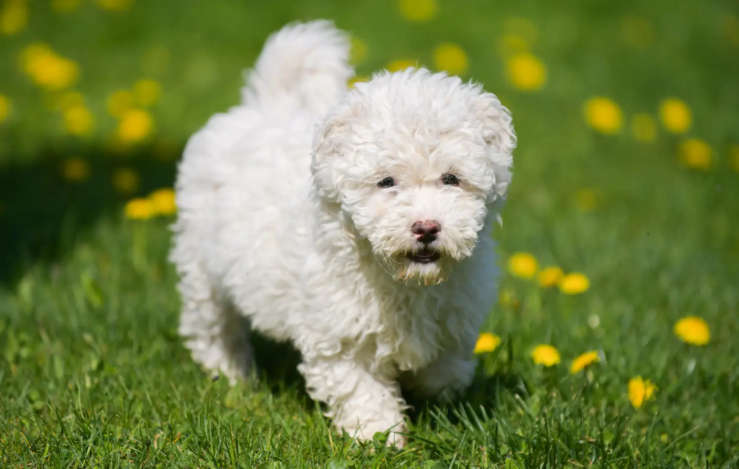 Bir Puli yavrusu satın almak sorumluluk almak demektir! Puli yavru köpekleri satın alın.