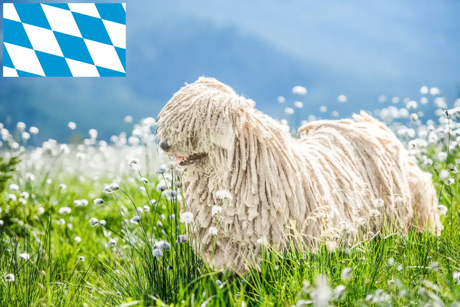 Read more about the article Bavyera’da Puli yetiştiricileri ve köpek yavruları