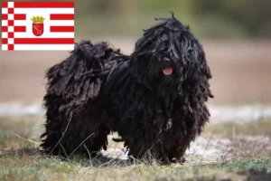 Read more about the article Bremen’de Puli yetiştiricileri ve köpek yavruları