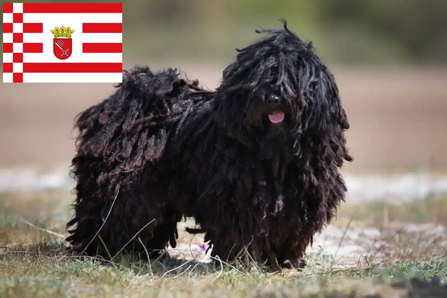 Read more about the article Bremen’de Puli yetiştiricileri ve köpek yavruları