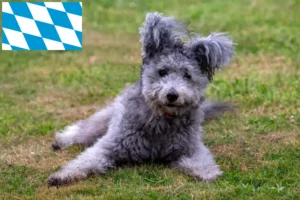 Read more about the article Bavyera’da Pumi yetiştiricileri ve yavru köpekler