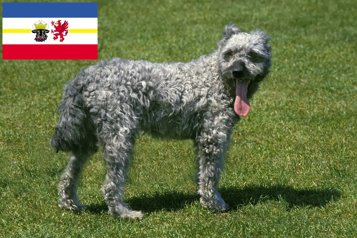 Read more about the article Mecklenburg-Vorpommern’de Pumi yetiştiricileri ve köpek yavruları