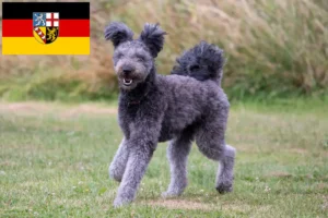 Read more about the article Saarland’da Pumi yetiştiricileri ve köpek yavruları