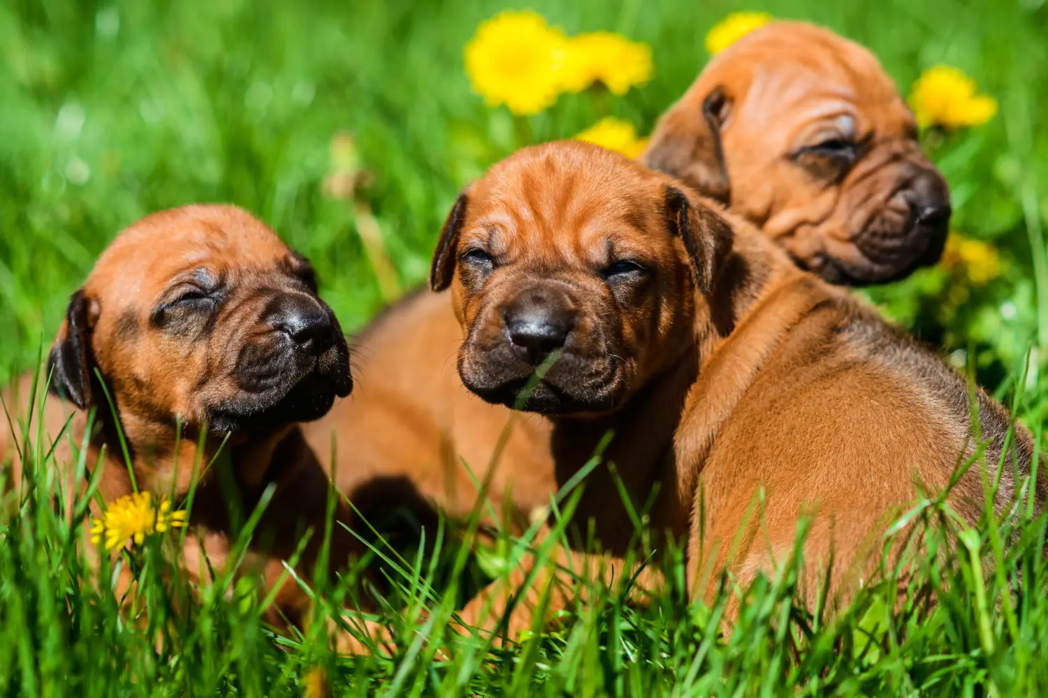 Bir Rhodesian Ridgeback yavrusu satın almak sorumluluk almak demektir! Rhodesian Ridgeback yavru köpek satın alın.