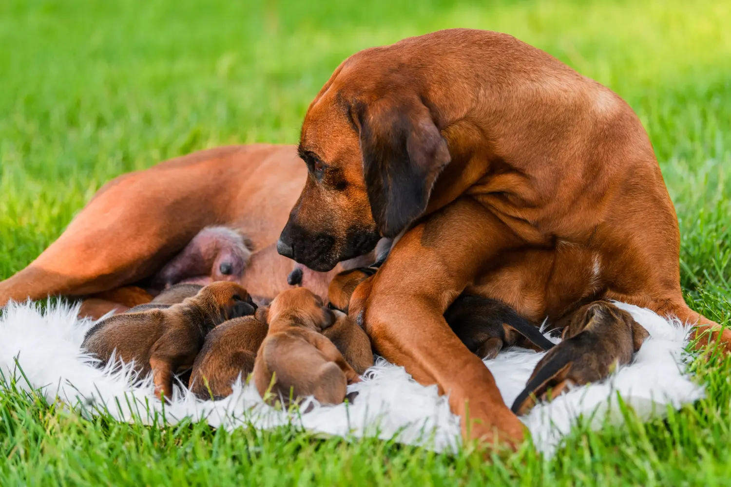 Bir Rhodesian Ridgeback yavrusu satın almak sorumluluk almak demektir! Rhodesian Ridgeback yavru köpek satın alın.