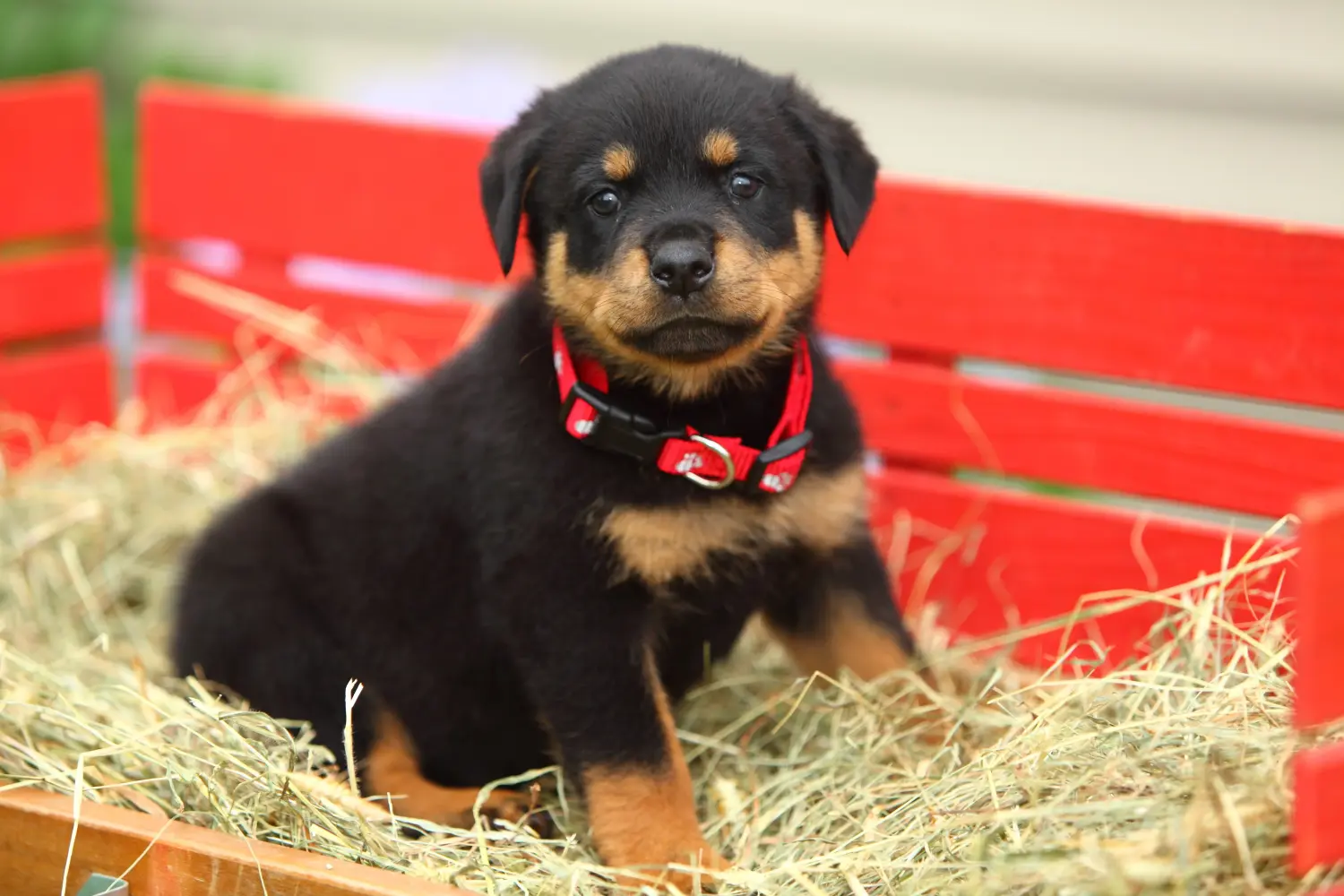 Bir Rottweiler yavrusu satın almak sorumluluk almak demektir! Rottweiler yavrusu satın alın.