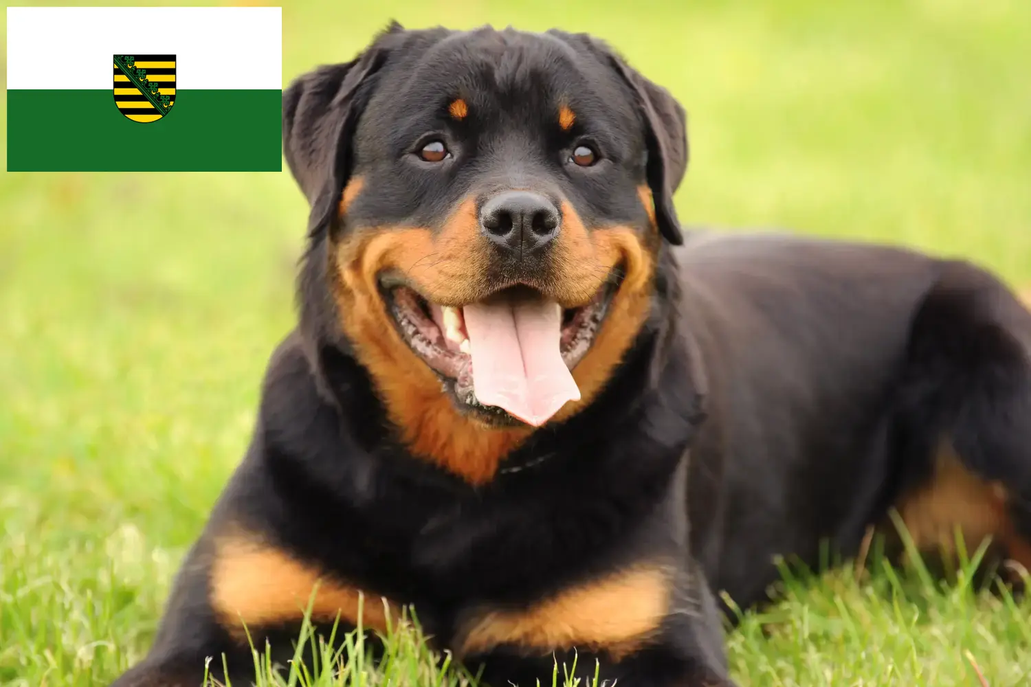 Read more about the article Saksonya’da Rottweiler yetiştiricileri ve köpek yavruları