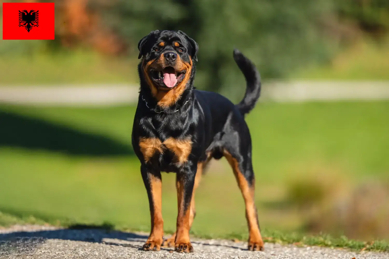 Read more about the article Arnavutluk’ta Rottweiler yetiştiricileri ve köpek yavruları