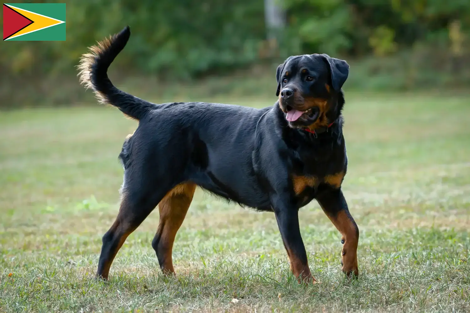 Read more about the article Guyana’daki Rottweiler yetiştiricileri ve köpek yavruları