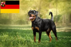 Read more about the article Rheinland-Pfalz’da Rottweiler yetiştiricileri ve köpek yavruları