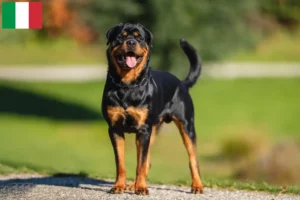 Read more about the article İtalya’da Rottweiler yetiştiricileri ve köpek yavruları