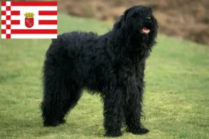 Read more about the article Bremen’de Russian Black Terrier yetiştiricisi ve köpek yavruları