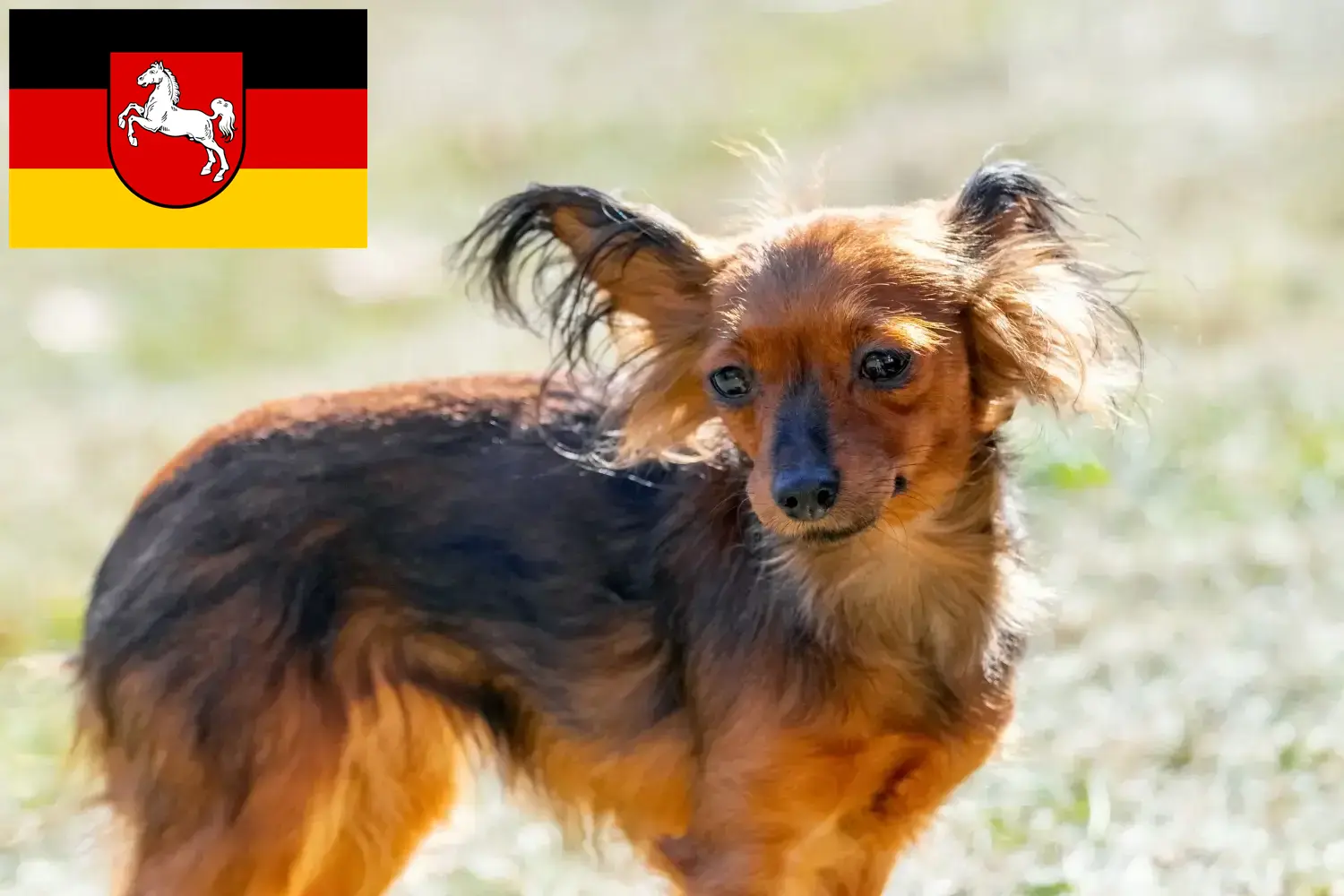 Russkiy Toy yavru köpek ve yetiştiricileri Aşağı Saksonya Burada Aşağı Saksonya'daki Russkiy Toys yetiştiricilerini bulabilirsiniz.