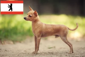 Read more about the article Berlin’de Russkiy Toy yetiştiricileri ve köpek yavruları