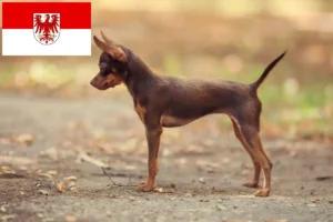 Read more about the article Brandenburg’da Russkiy Toy yetiştiricileri ve köpek yavruları