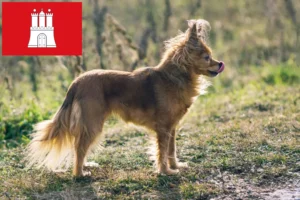 Read more about the article Hamburg’da Russkiy Toy yetiştiricileri ve köpek yavruları
