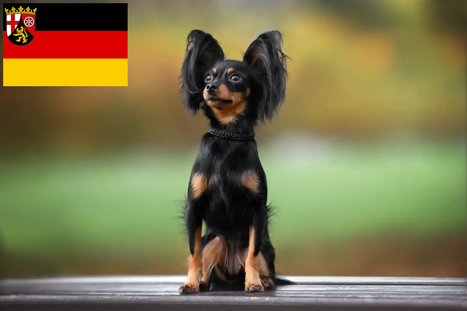 Russkiy Toy yavru köpek ve yetiştiricileri Rhineland-Palatinate Burada Rheinland-Pfalz'daki Russkiy Toys yetiştiricilerini bulabilirsiniz.