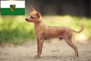 Read more about the article Saksonya’daki Russkiy Toy yetiştiricileri ve köpek yavruları