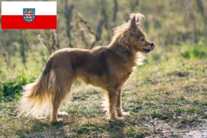 Read more about the article Thüringen’deki Russkiy Toy yetiştiricileri ve köpek yavruları