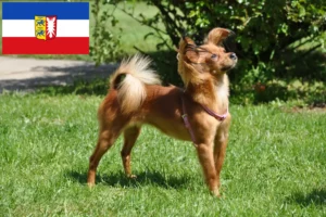 Read more about the article Schleswig-Holstein’da Russkiy Toy yetiştiricileri ve köpek yavruları