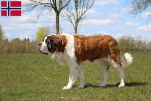 Read more about the article Norveç’te Saint Bernard yetiştiricileri ve köpek yavruları