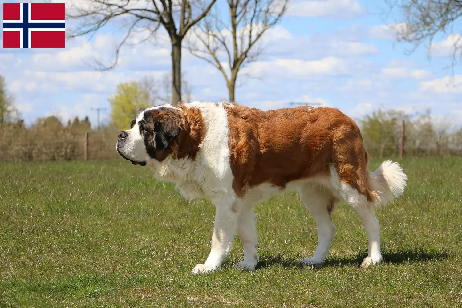 Read more about the article Norveç’te Saint Bernard yetiştiricileri ve köpek yavruları