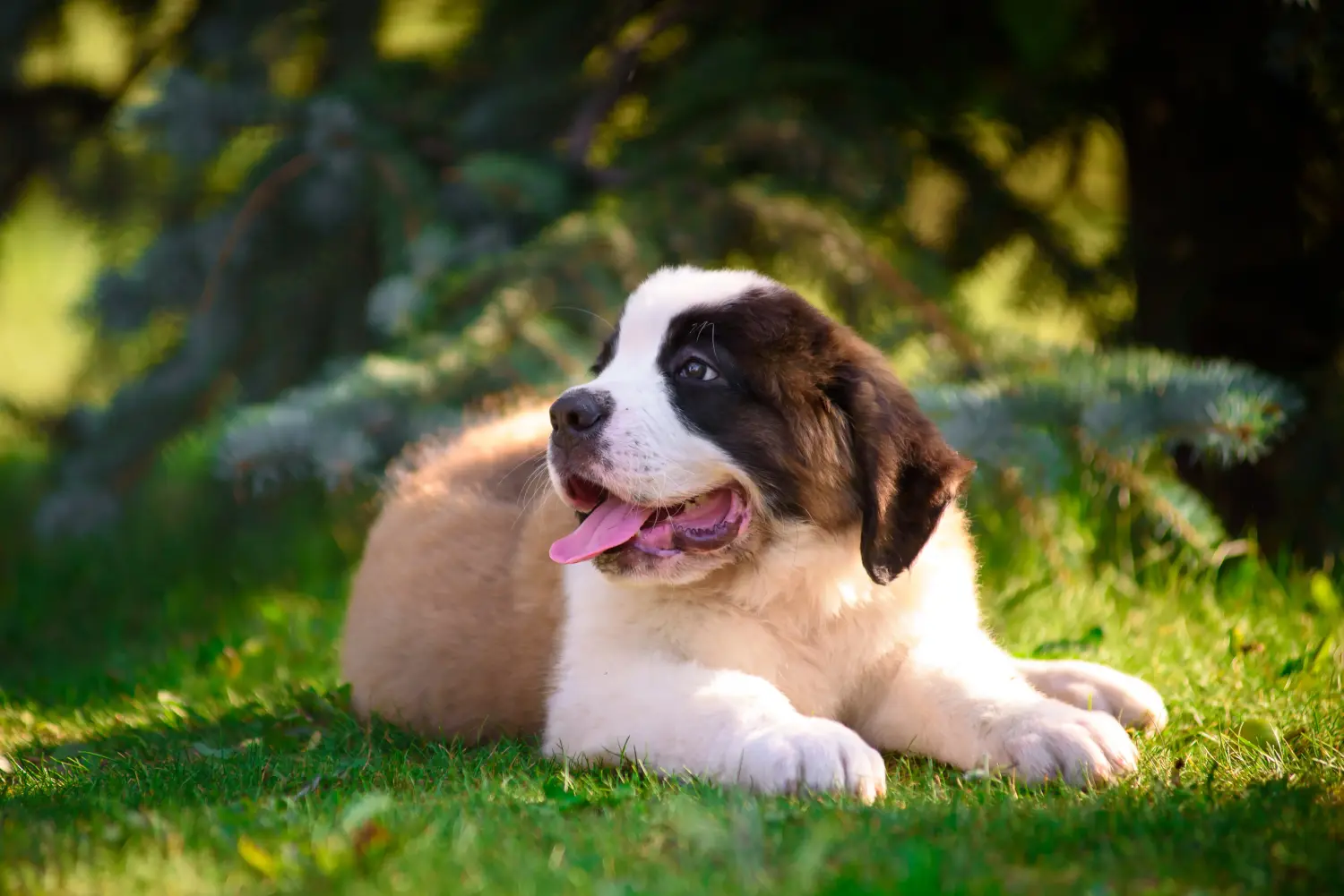 Bir St Bernard yavrusu satın almak sorumluluk almak demektir! St Bernard yavruları satın alın.