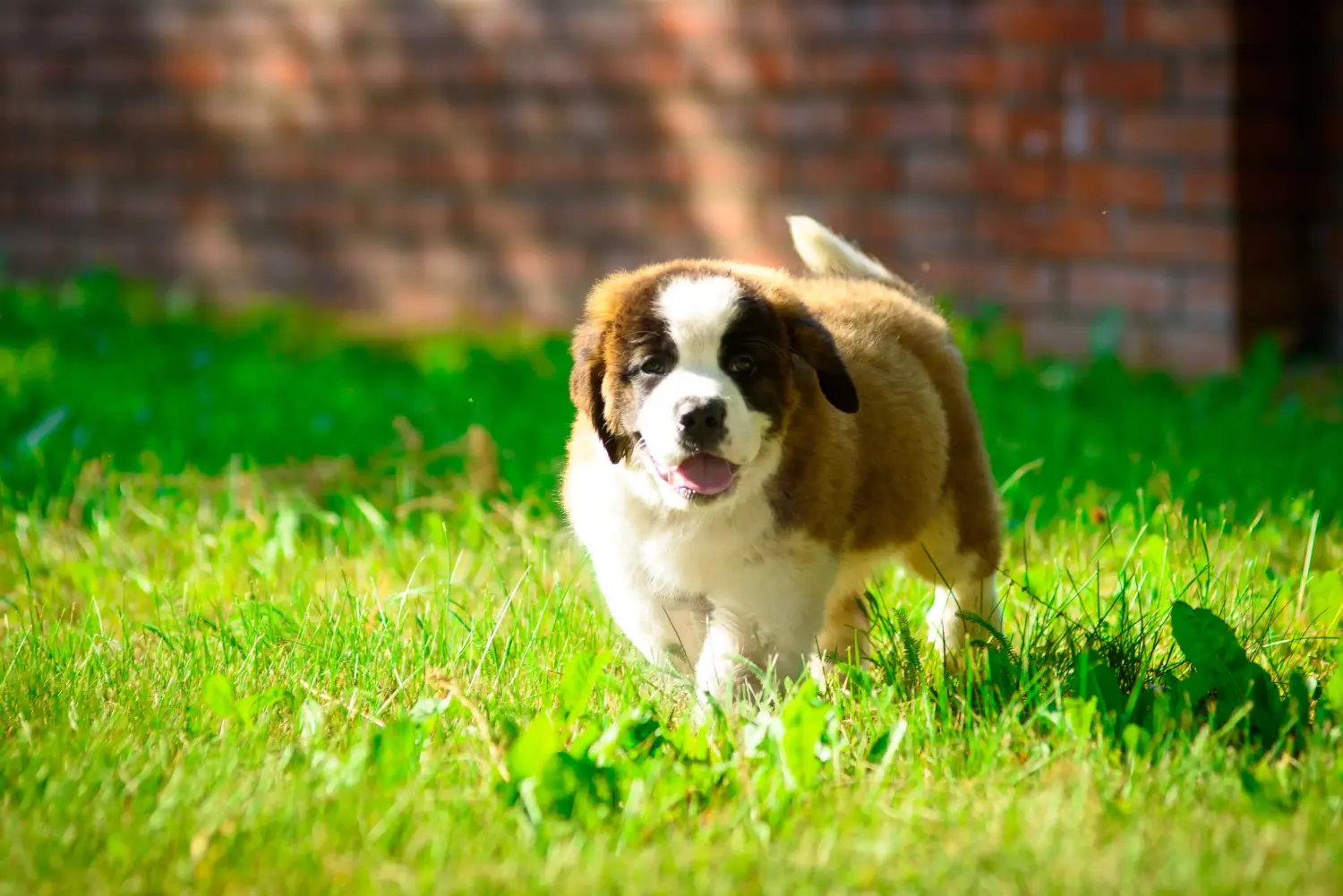 Bir St Bernard yavrusu satın almak sorumluluk almak demektir! St Bernard yavruları satın alın.