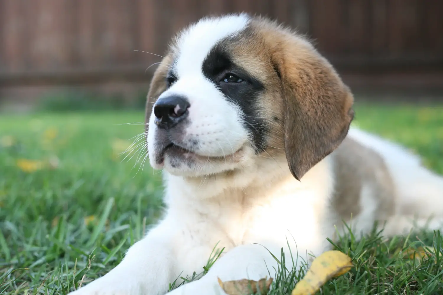 Bir St Bernard yavrusu satın almak sorumluluk almak demektir! St Bernard yavruları satın alın.