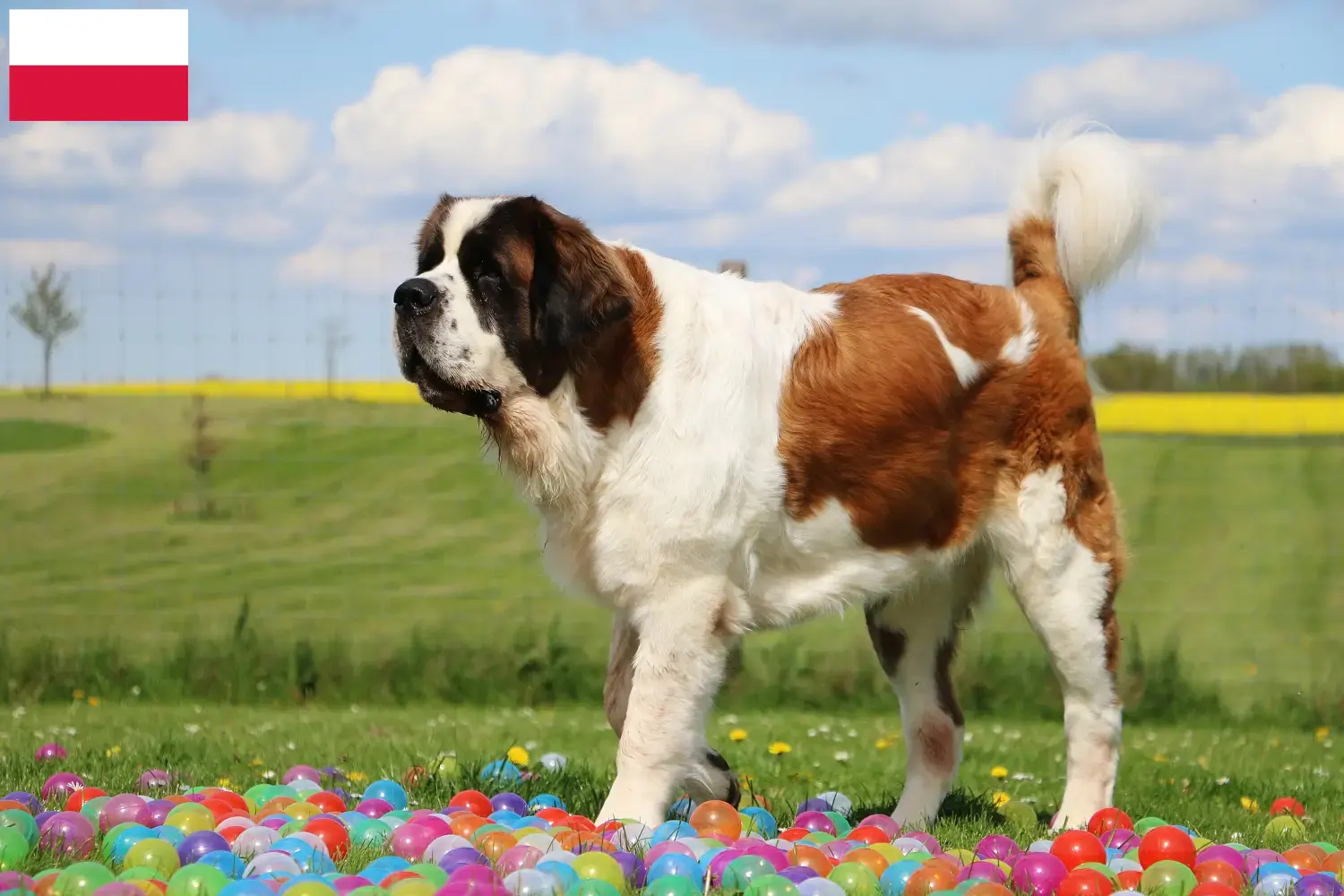 Read more about the article Polonya’da Saint Bernard yetiştiricileri ve köpek yavruları