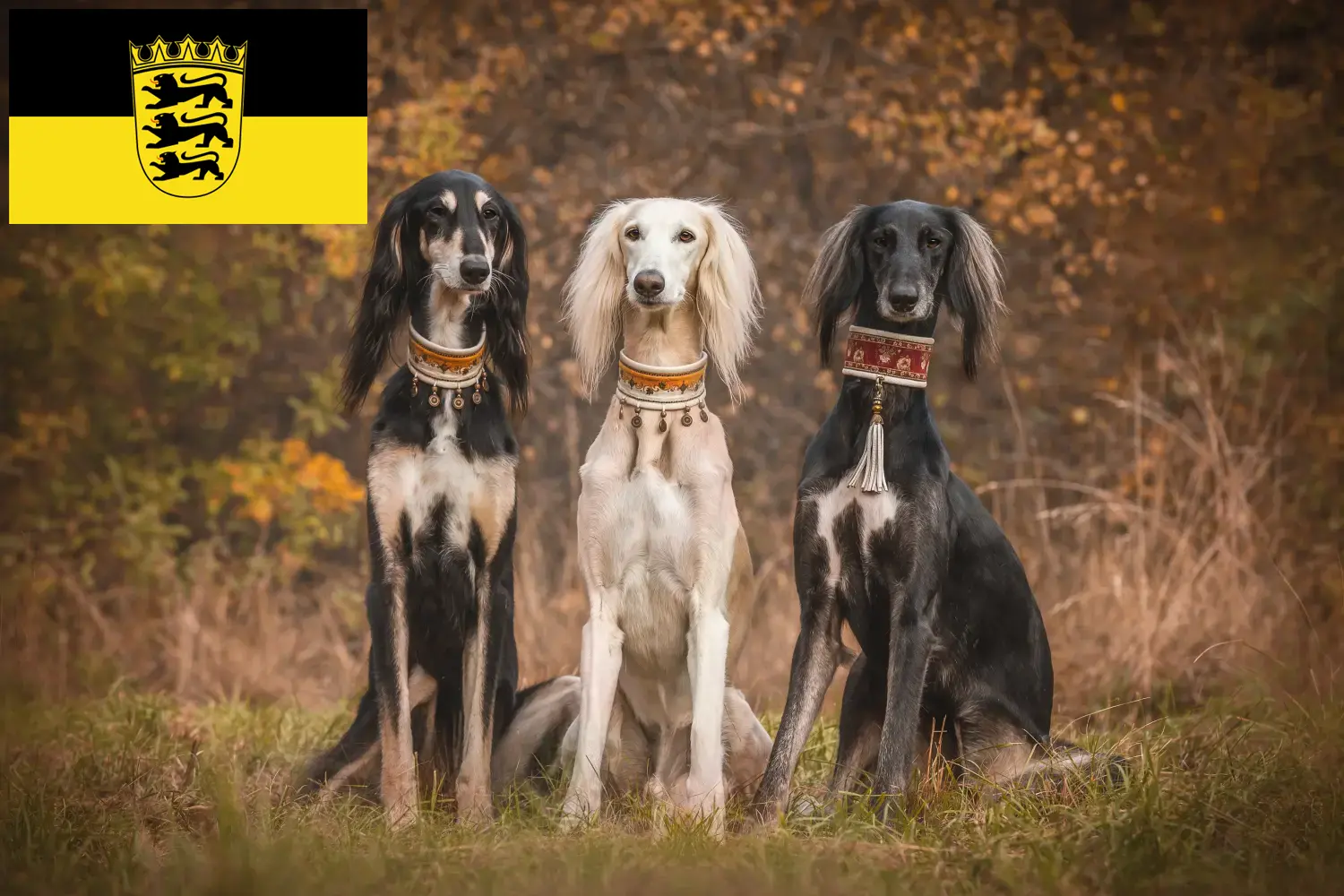 Read more about the article Baden-Württemberg’de Saluki yetiştiricileri ve köpek yavruları