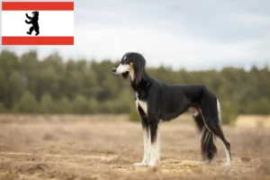 Read more about the article Berlin’de Saluki yetiştiricileri ve köpek yavruları