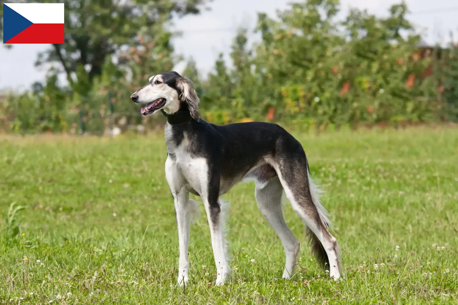 Read more about the article Çek Cumhuriyeti’ndeki Saluki yetiştiricileri ve yavru köpekler
