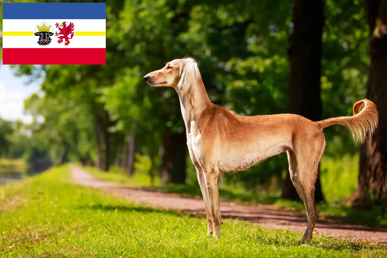Read more about the article Mecklenburg-Vorpommern’de Saluki yetiştiricileri ve köpek yavruları
