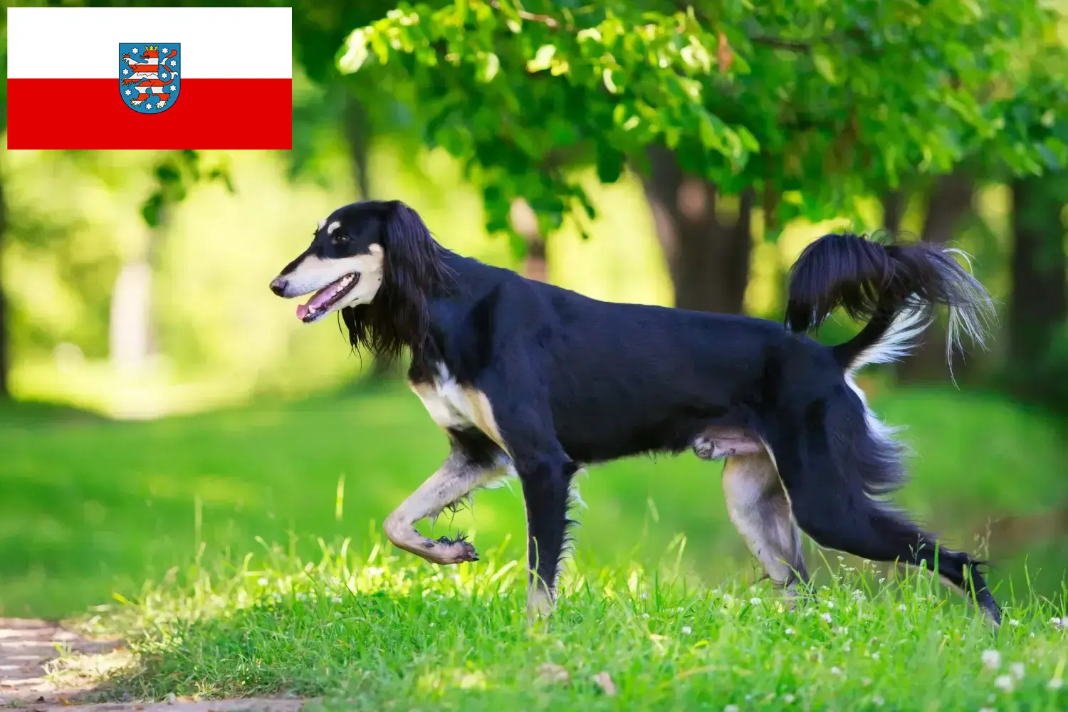 Read more about the article Thüringen’deki Saluki yetiştiricileri ve köpek yavruları