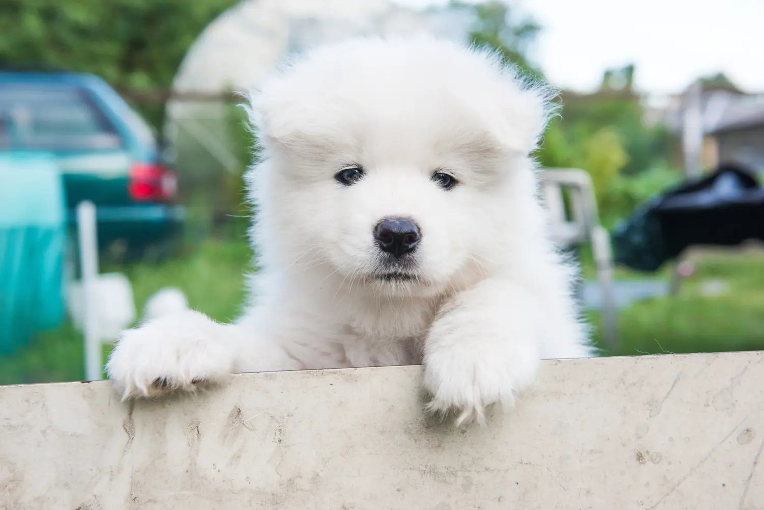 Bir Samoyed yavrusu satın almak sorumluluk almak demektir! Samoyed yavruları satın alın.