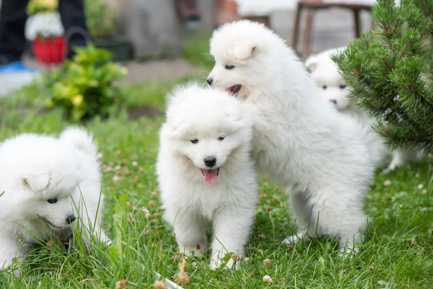 Bir Samoyed yavrusu satın almak sorumluluk almak demektir! Samoyed yavruları satın alın.
