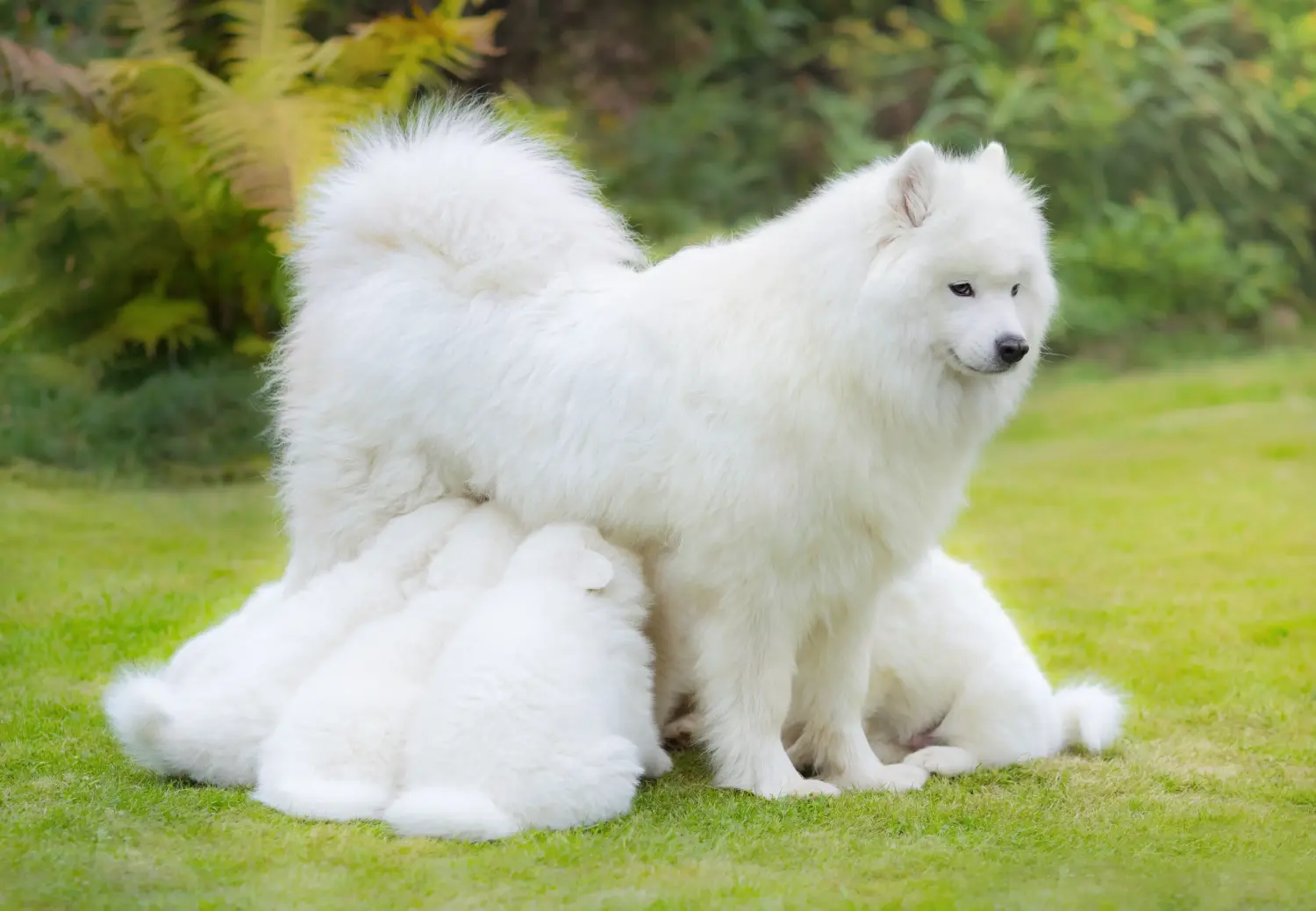 Bir Samoyed yavrusu satın almak sorumluluk almak demektir! Samoyed yavruları satın alın.