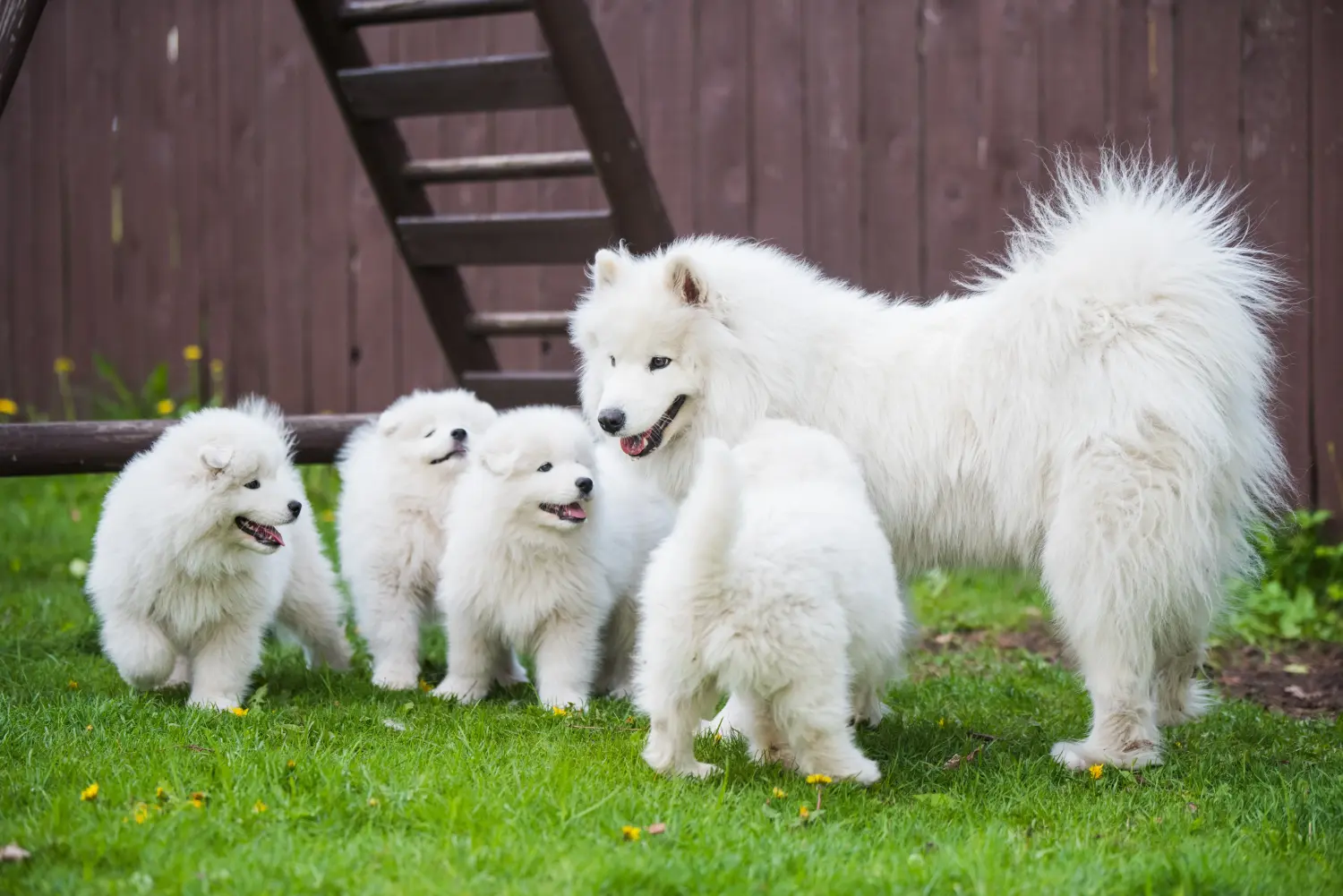Bir Samoyed yavrusu satın almak sorumluluk almak demektir! Samoyed yavruları satın alın.