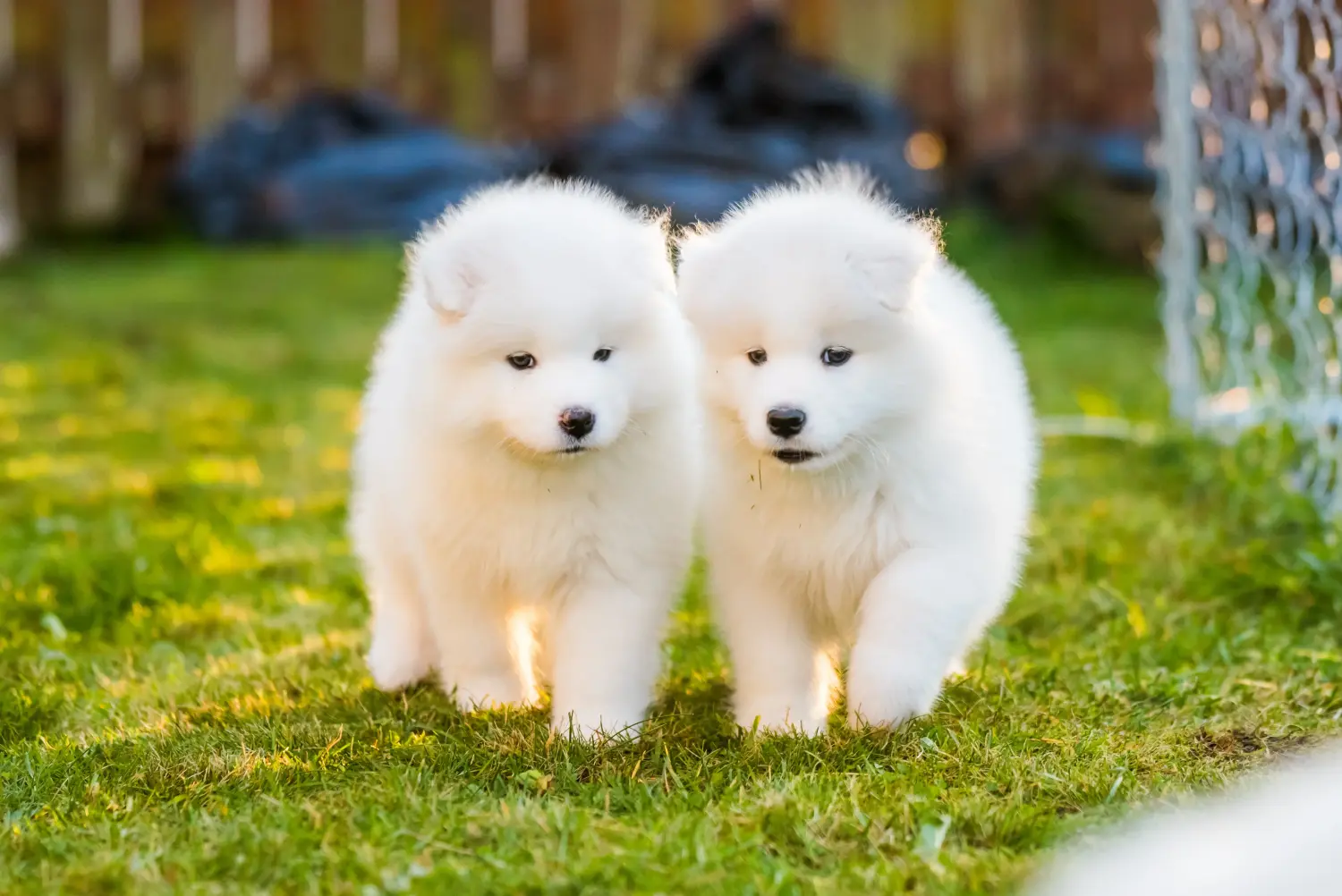 Bir Samoyed yavrusu satın almak sorumluluk almak demektir! Samoyed yavruları satın alın.