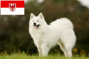 Read more about the article Brandenburg’da Samoyed yetiştiricileri ve köpek yavruları