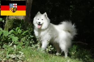 Read more about the article Saarland’da Samoyed yetiştiricileri ve köpek yavruları