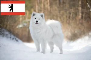 Read more about the article Berlin’de Samoyed yetiştiricileri ve yavru köpekler