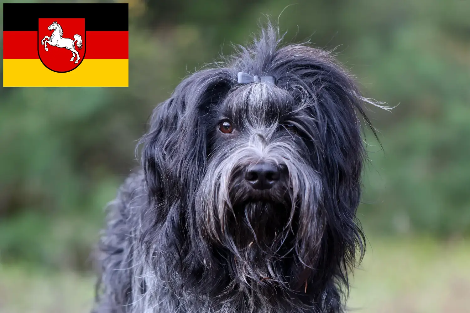 Read more about the article Aşağı Saksonya’da Schapendoes yetiştiricileri ve köpek yavruları