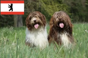 Read more about the article Berlin’de Schapendoes yetiştiricileri ve köpek yavruları