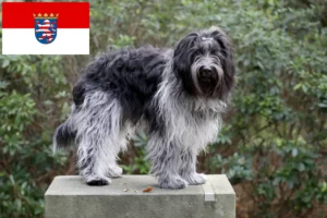 Read more about the article Hessen’de Schapendoes yetiştiricileri ve köpek yavruları